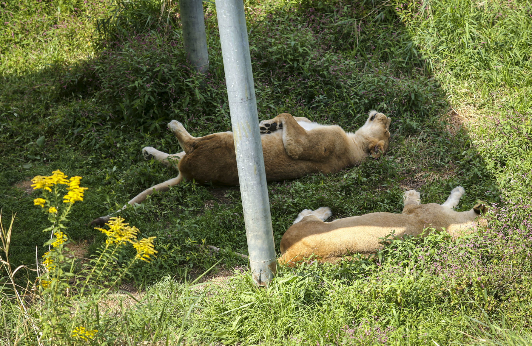 091119-mda-nws-zoobaby-015